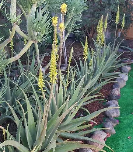 Tres Beau Bungalow,jardin Tropical, Renovation Ete 2020 Vakantiehuis Playa del Inglés