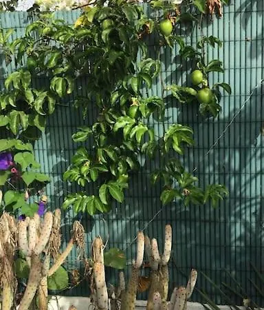 Tres Beau Bungalow,jardin Tropical, Renovation Ete 2020