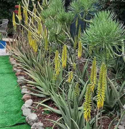 Semesterbostad Tres Beau Bungalow,jardin Tropical, Renovation Ete 2020