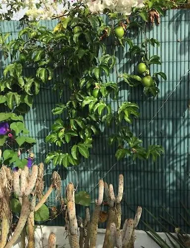 Très Beau Bungalow,jardin Tropical, Renovation Ete 2020