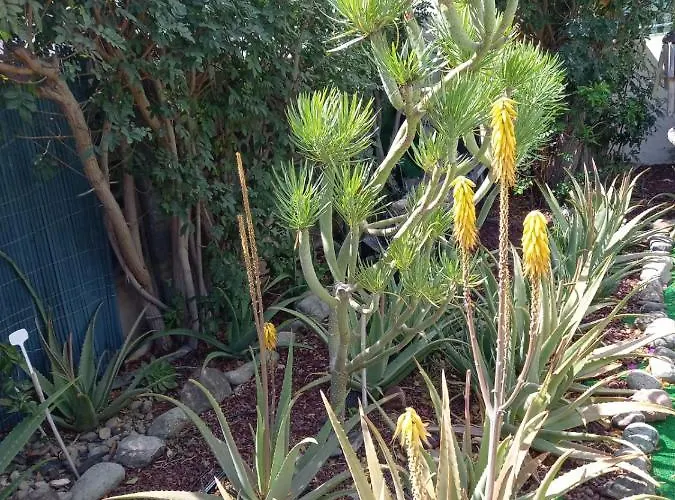 Tres Beau Bungalow,jardin Tropical, Renovation Ete 2020 * Playa del Inglés