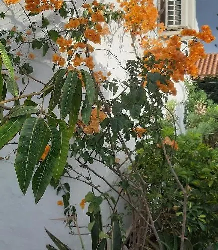 Tres Beau Bungalow,jardin Tropical, Renovation Ete 2020