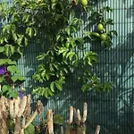 Tres Beau Bungalow,jardin Tropical, Renovation Ete 2020