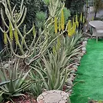 Tres Beau Bungalow,jardin Tropical, Renovation Ete 2020 Σπίτι διακοπών