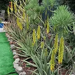 Σπίτι διακοπών Tres Beau Bungalow,jardin Tropical, Renovation Ete 2020