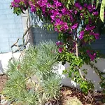 Tres Beau Bungalow,jardin Tropical, Renovation Ete 2020 Σπίτι διακοπών *
