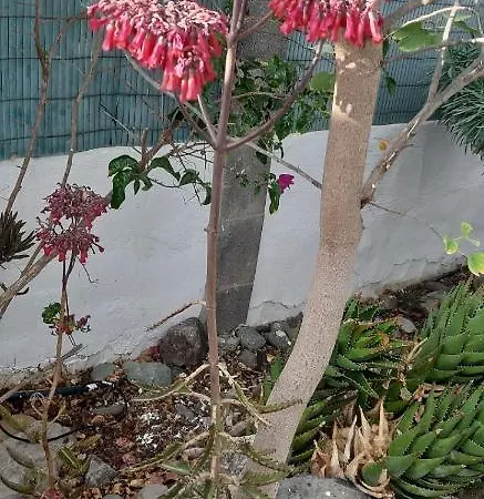 Tres Beau Bungalow,jardin Tropical, Renovation Ete 2020 بيت للعطل بلايا ديل إنغلز