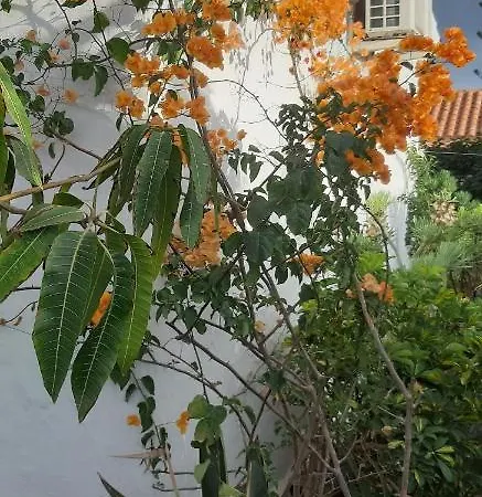Très Beau Bungalow,jardin Tropical, Renovation Ete 2020