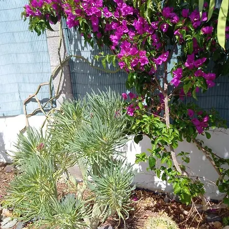 Tres Beau Bungalow,jardin Tropical, Renovation Ete 2020 بيت للعطل *