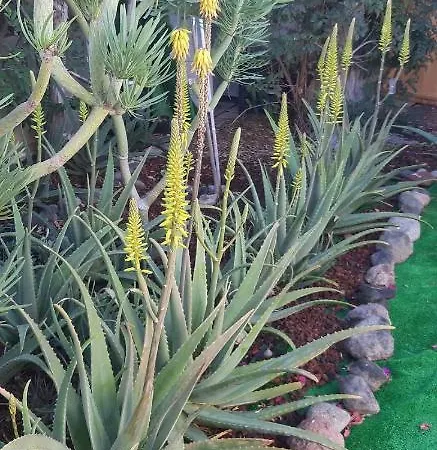 Tres Beau Bungalow,jardin Tropical, Renovation Ete 2020 بيت للعطل بلايا ديل إنغلز