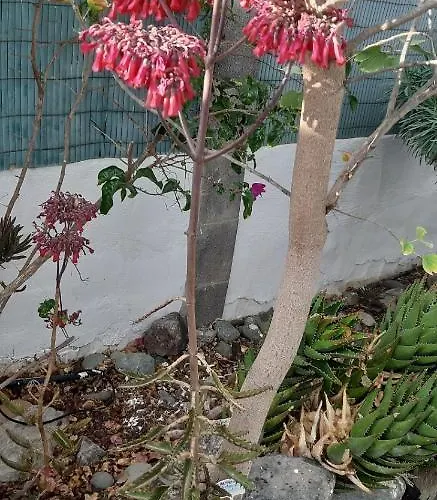 Tres Beau Bungalow,jardin Tropical, Renovation Ete 2020 펜션 플라야 델 잉글스